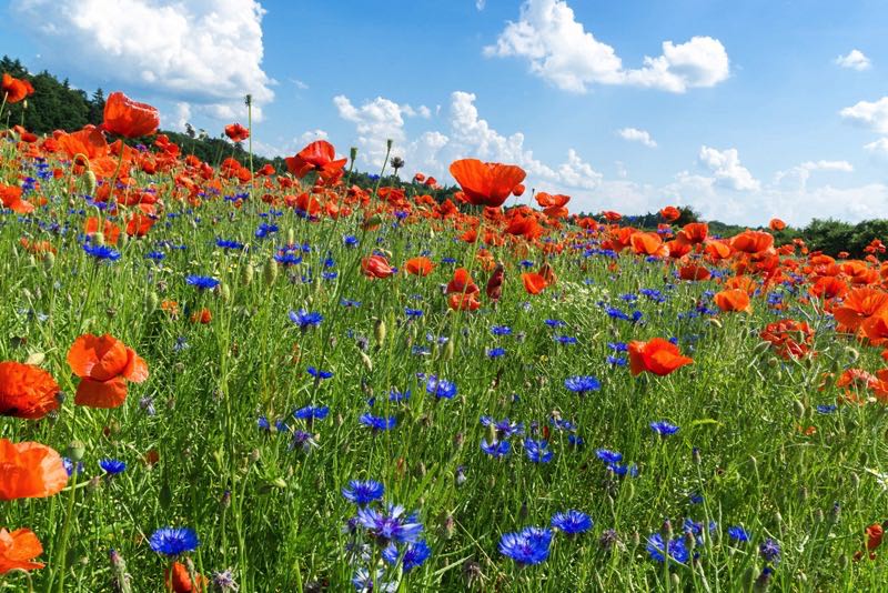 Blumenwiese Palliativ Psychologie